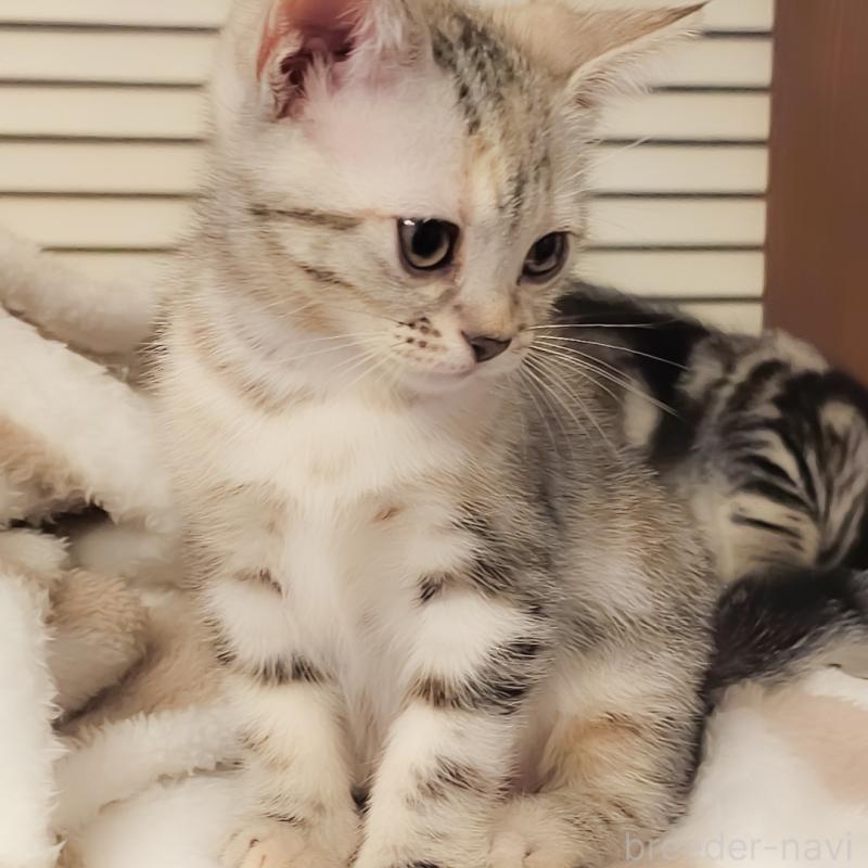 販売中の群馬県のアメリカンショートヘア-130240の3枚目