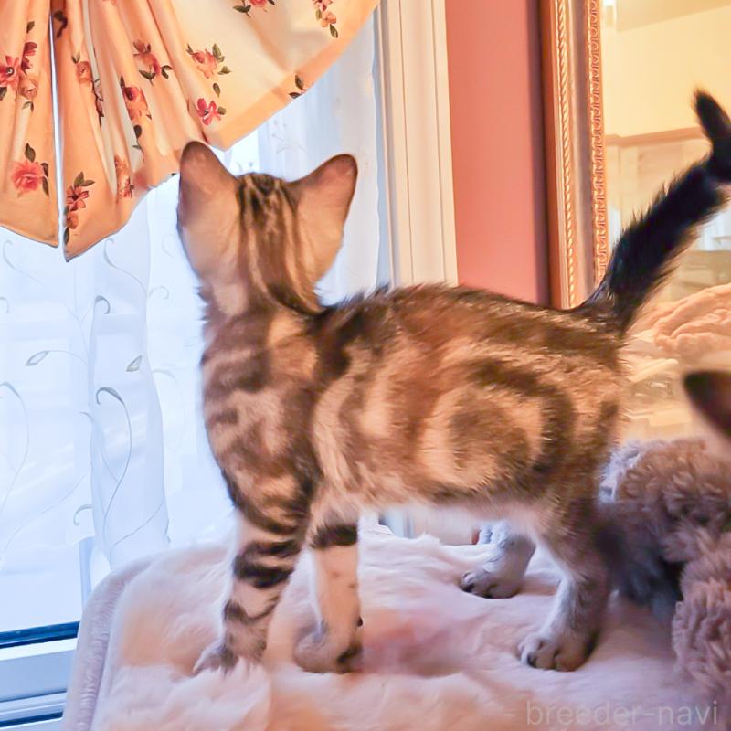 販売中の群馬県のアメリカンショートヘア-130240の2枚目