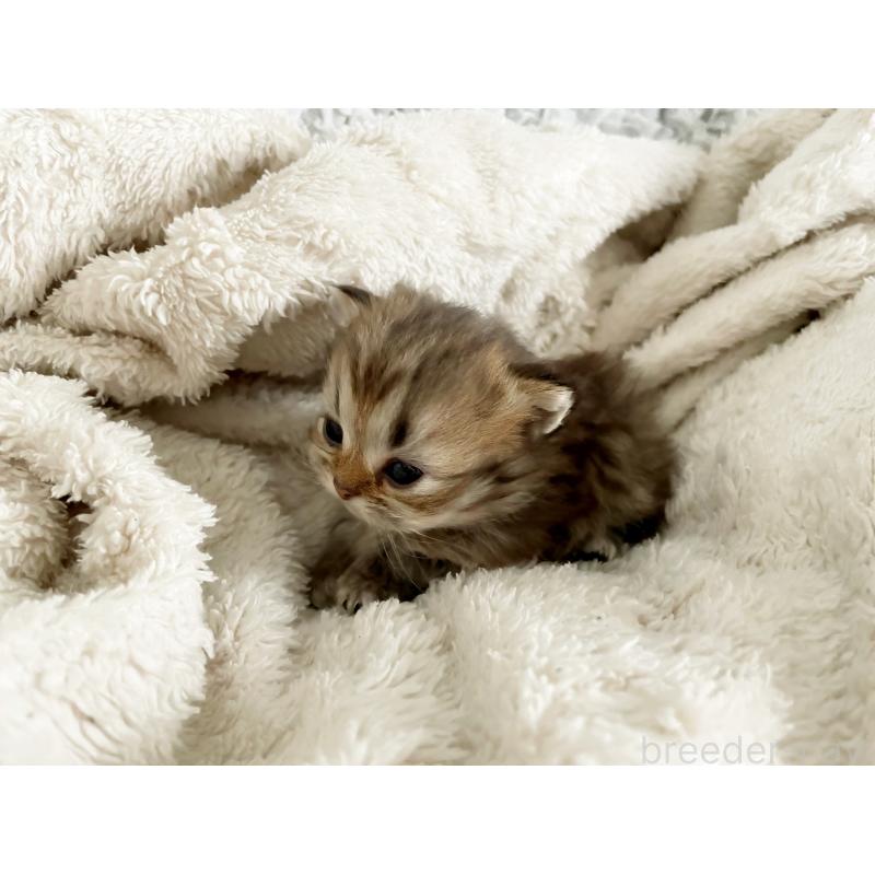 販売中の島根県のミヌエット(短足)-133336の5枚目