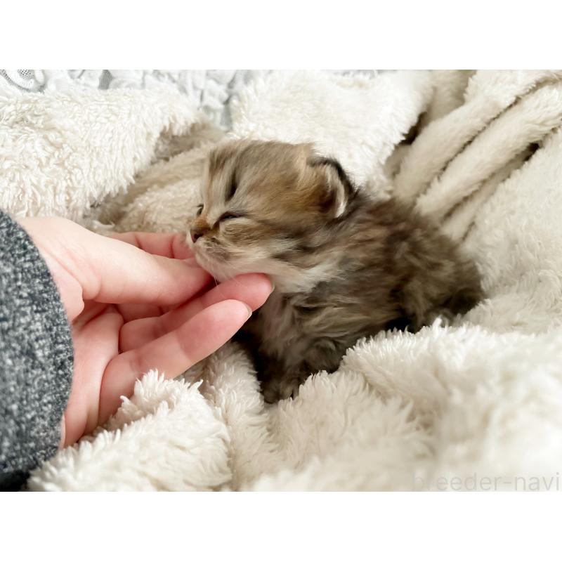 販売中の島根県のミヌエット(短足)-133336の3枚目