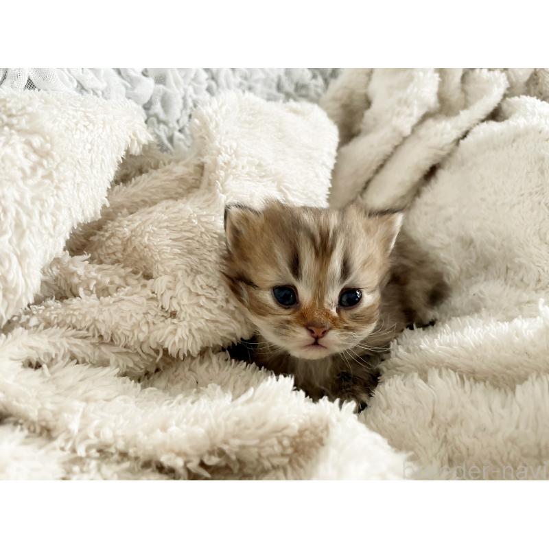 販売中の島根県のミヌエット(短足)-133336の2枚目