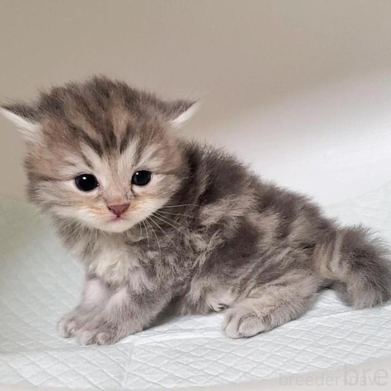 販売中の大阪府のミヌエット-133337