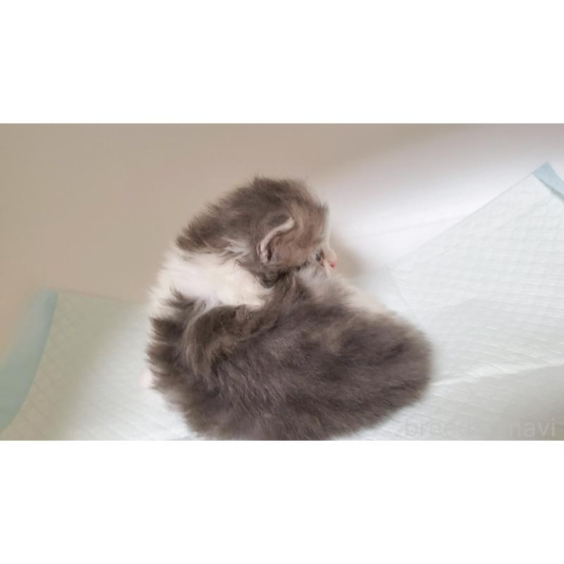 販売中の大阪府のミヌエット-133338の6枚目