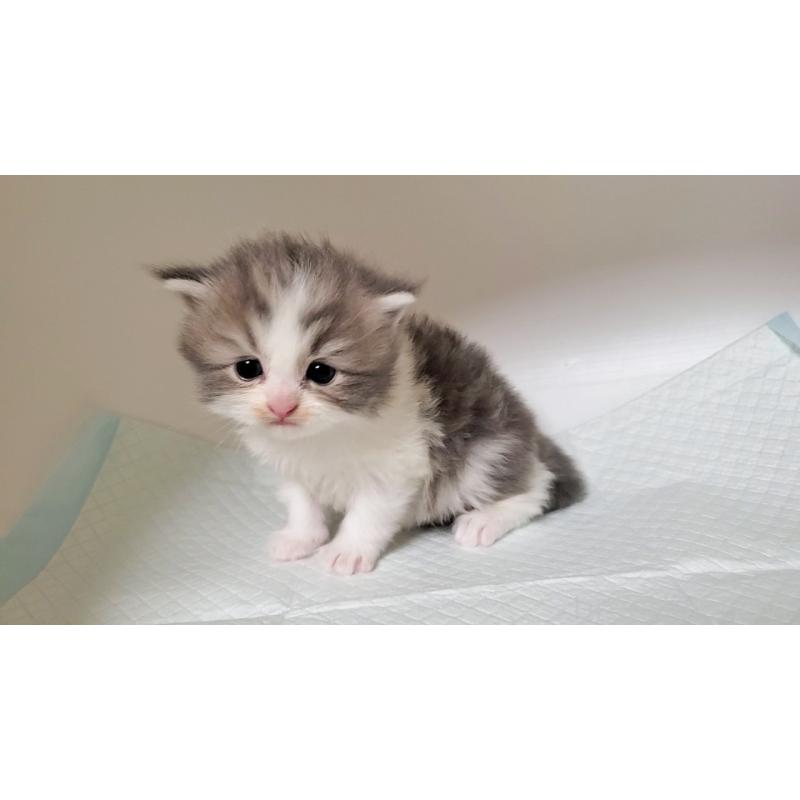 販売中の大阪府のミヌエット-133338の5枚目