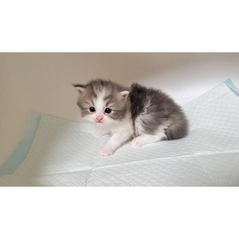 販売中の大阪府のミヌエット-133338の4枚目