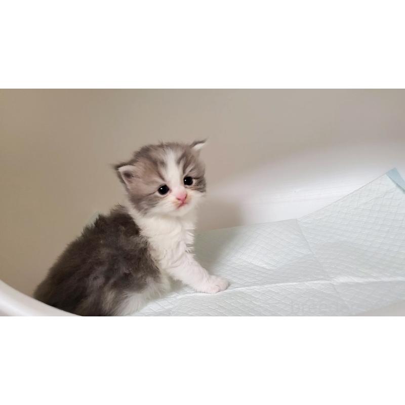 販売中の大阪府のミヌエット-133338の3枚目