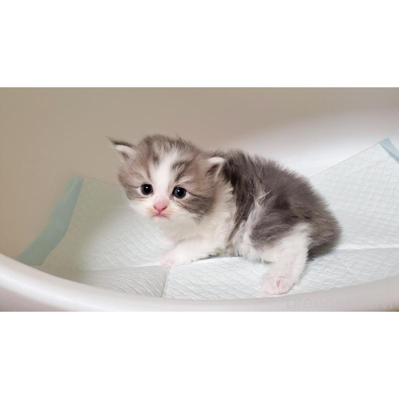 販売中の大阪府のミヌエット-133338の2枚目