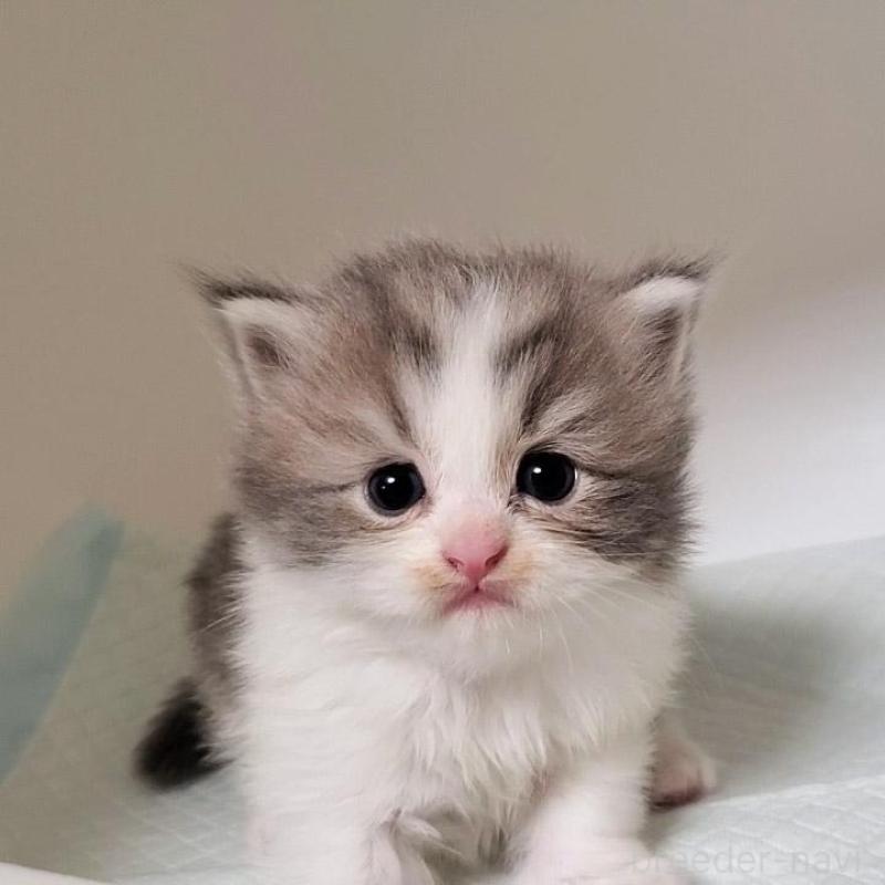 販売中の大阪府のミヌエット-133338