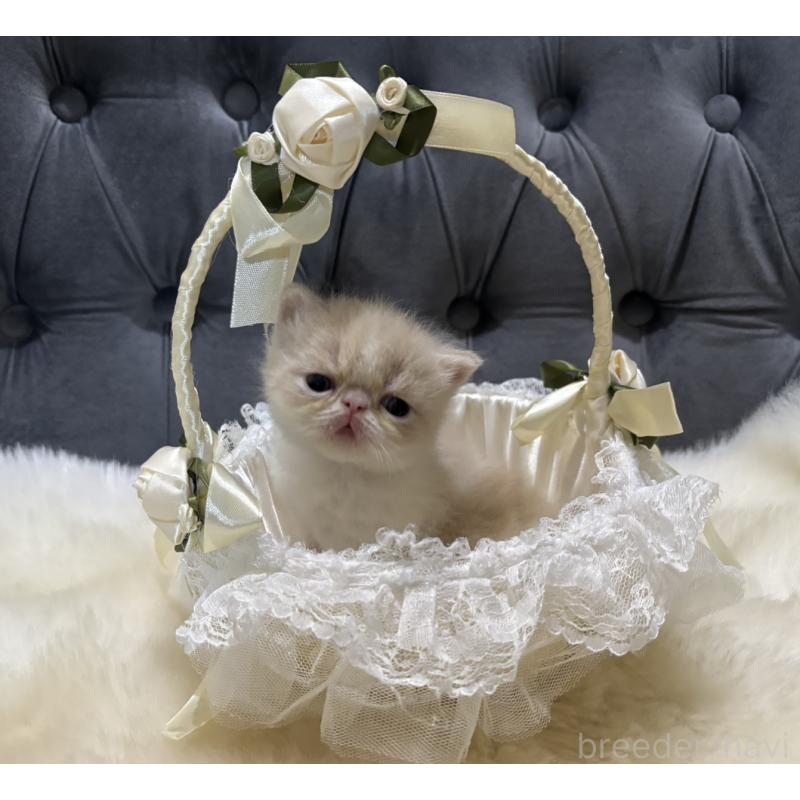 販売中の鹿児島県のエキゾチックショートヘア-133339の6枚目