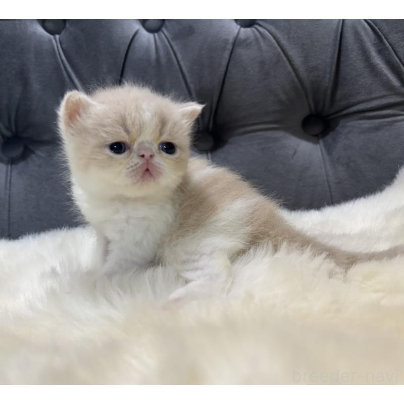 販売中の鹿児島県のエキゾチックショートヘア-133339の5枚目