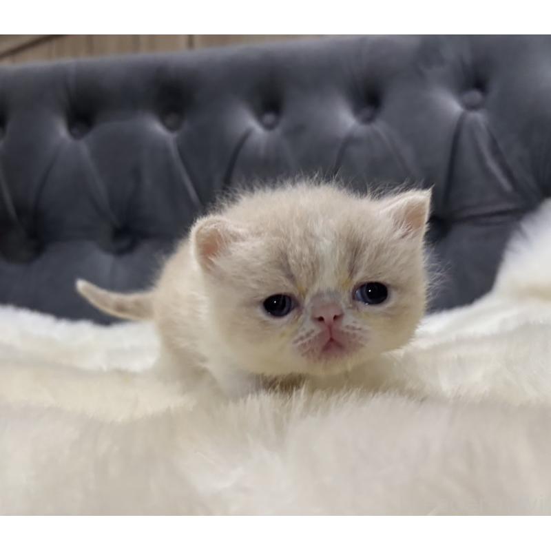 販売中の鹿児島県のエキゾチックショートヘア-133339の3枚目