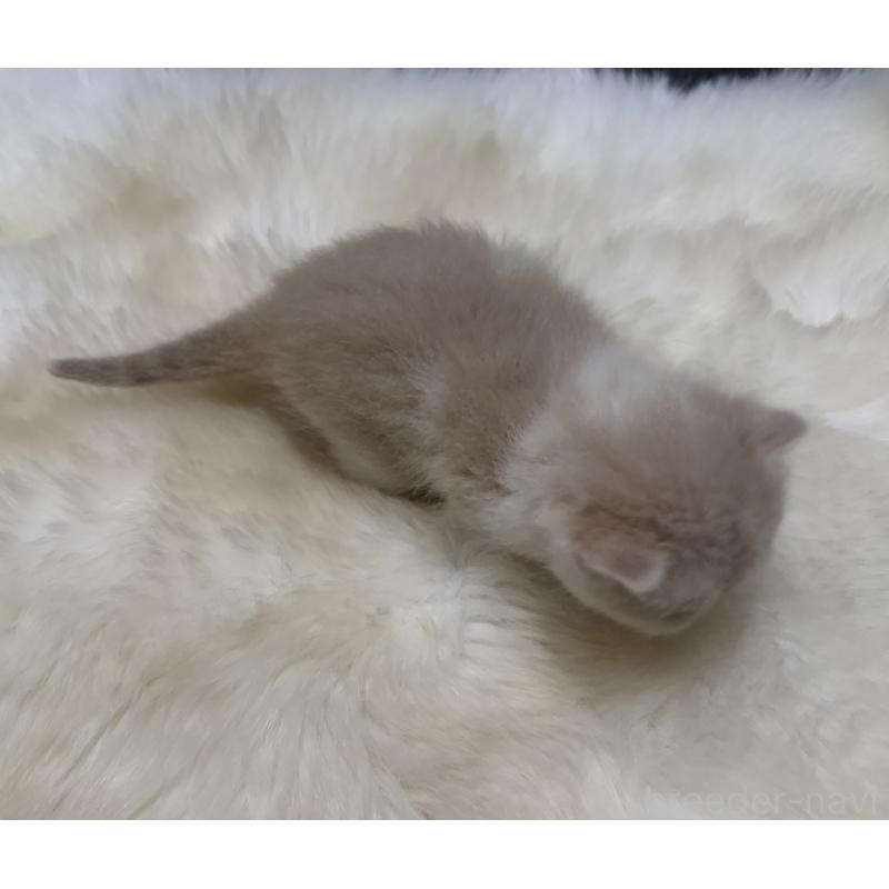 販売中の鹿児島県のエキゾチックショートヘア-133339の2枚目