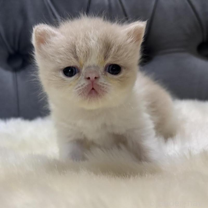 販売中の鹿児島県のエキゾチックショートヘア-133339の1枚目