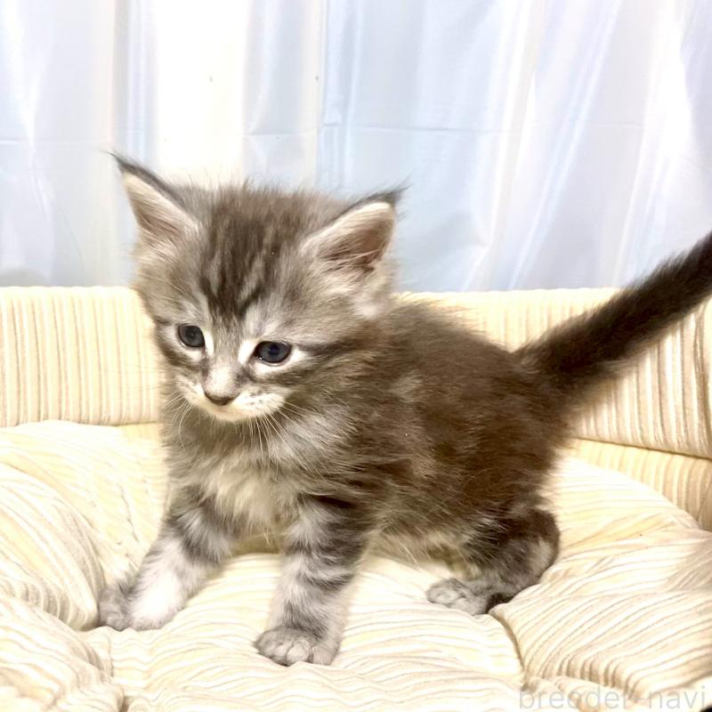 販売中の栃木県のメインクーン-133340の7枚目