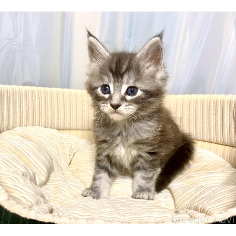 販売中の栃木県のメインクーン-133340の6枚目