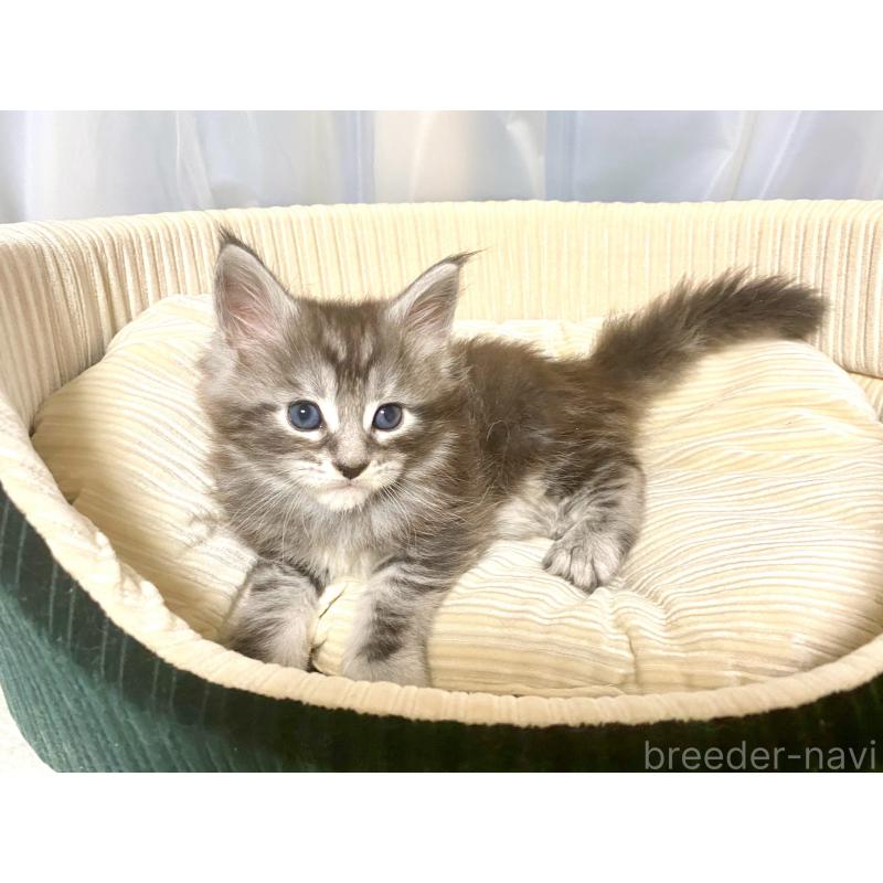 販売中の栃木県のメインクーン-133340の5枚目
