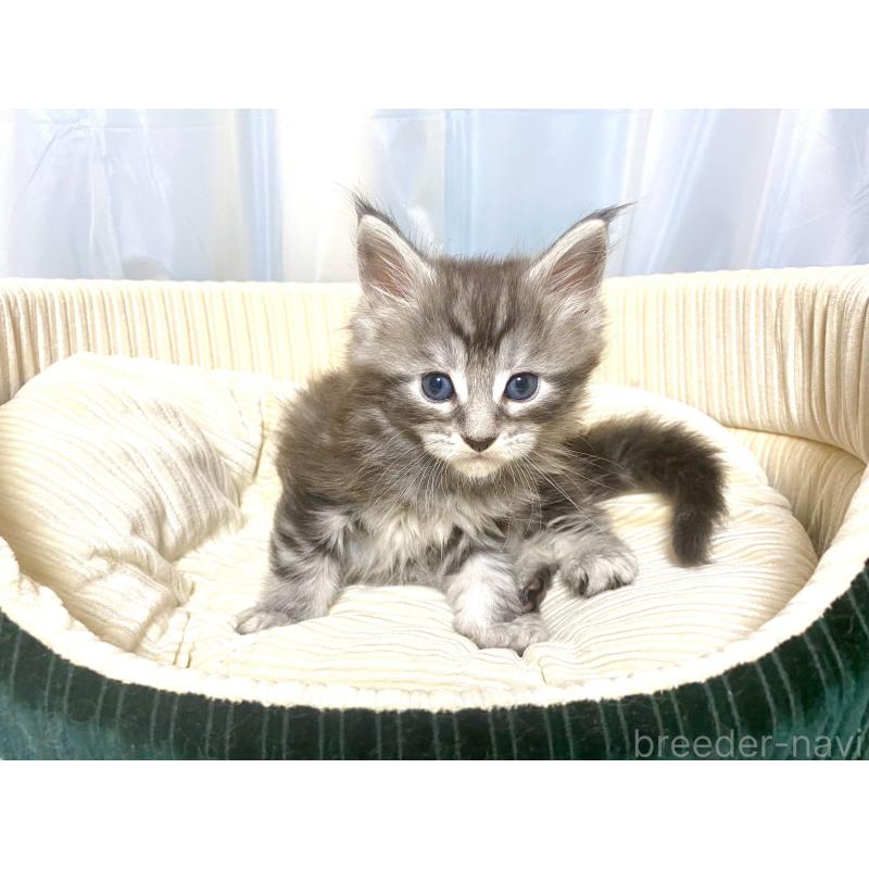 販売中の栃木県のメインクーン-133340の4枚目