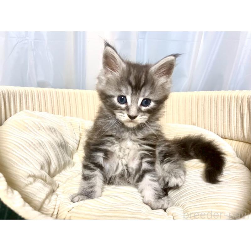 販売中の栃木県のメインクーン-133340の3枚目