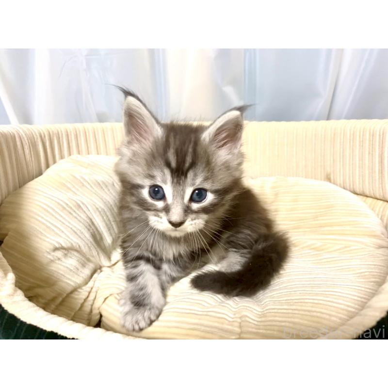 販売中の栃木県のメインクーン-133340の2枚目