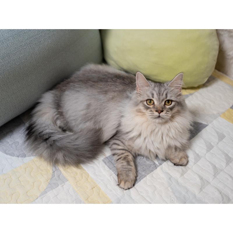 販売中の大阪府のサイベリアン-127477の10枚目