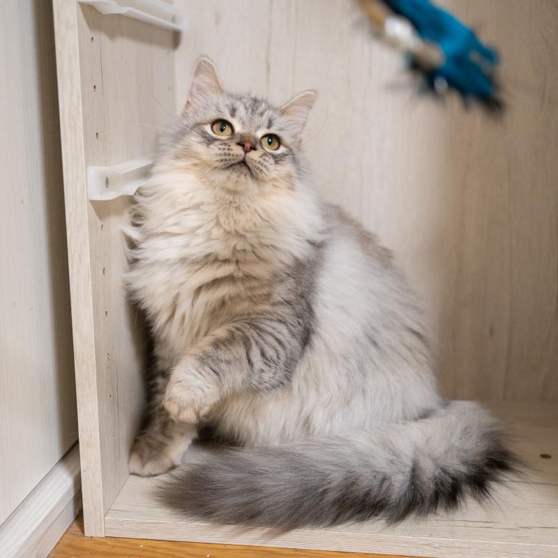 販売中の大阪府のサイベリアン-127477の9枚目