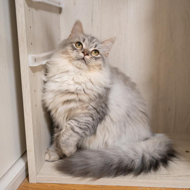 販売中の大阪府のサイベリアン-127477の8枚目