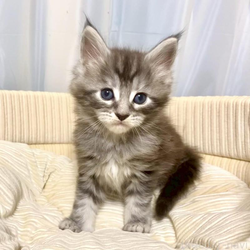 販売中の栃木県のメインクーン-133340の1枚目