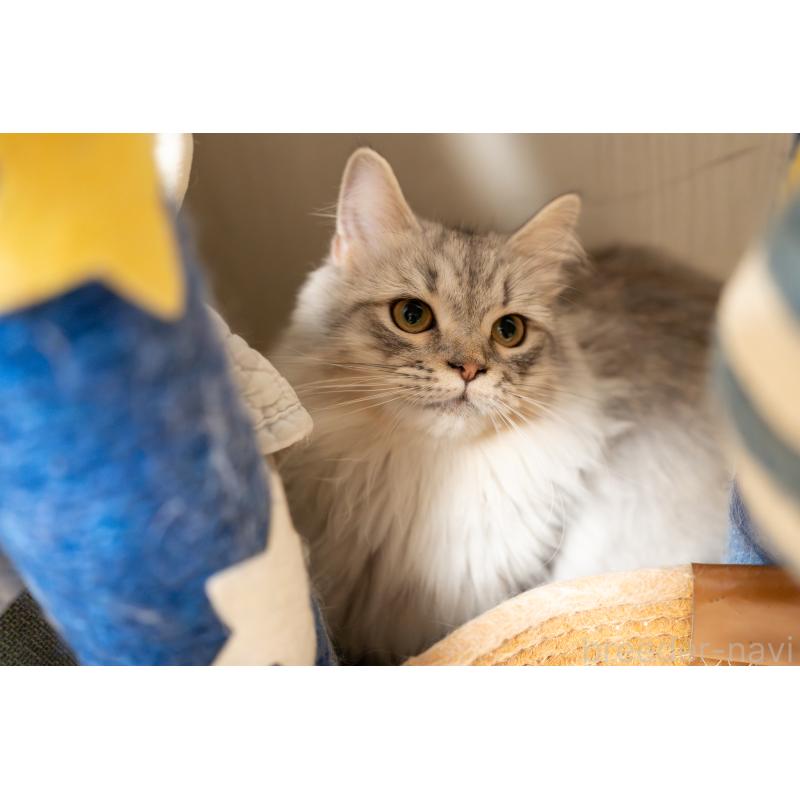 販売中の大阪府のサイベリアン-127477の7枚目