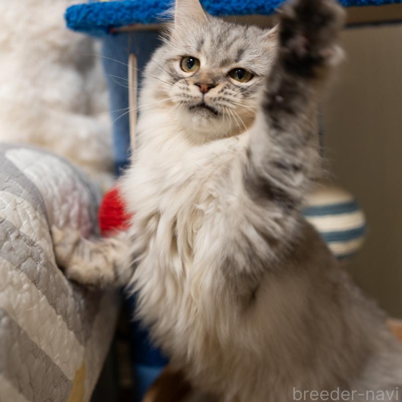 販売中の大阪府のサイベリアン-127477の6枚目