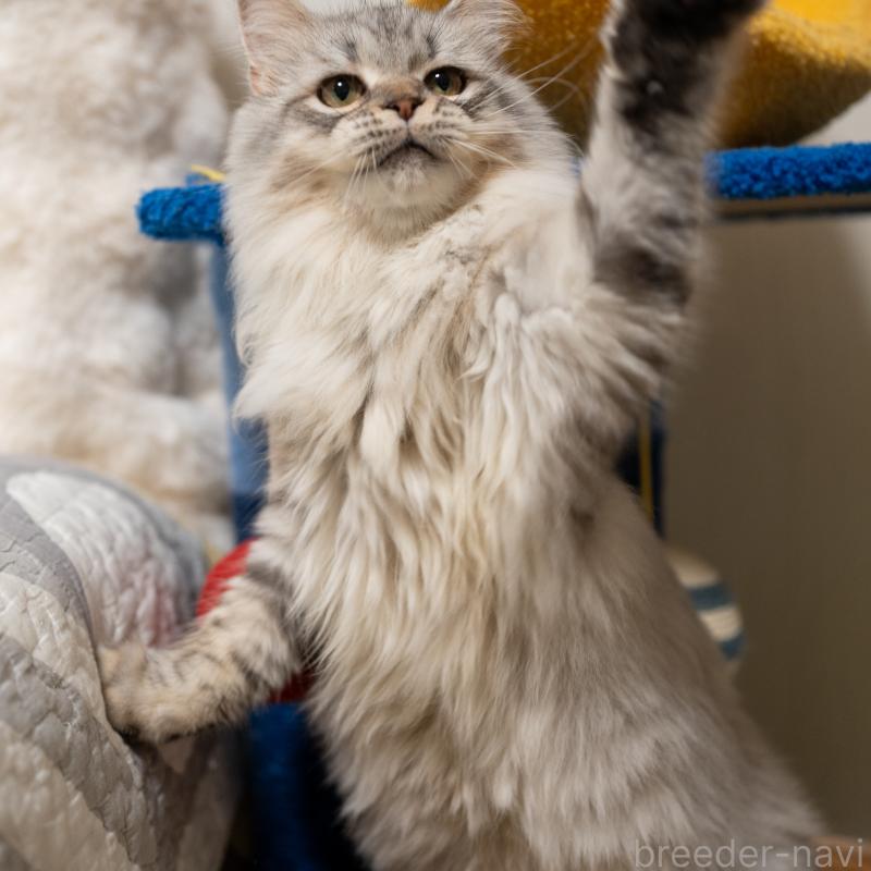 販売中の大阪府のサイベリアン-127477の5枚目