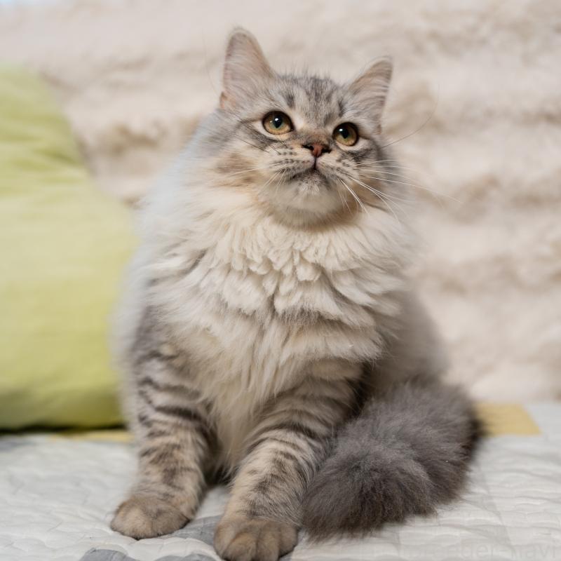 販売中の大阪府のサイベリアン-127477の4枚目