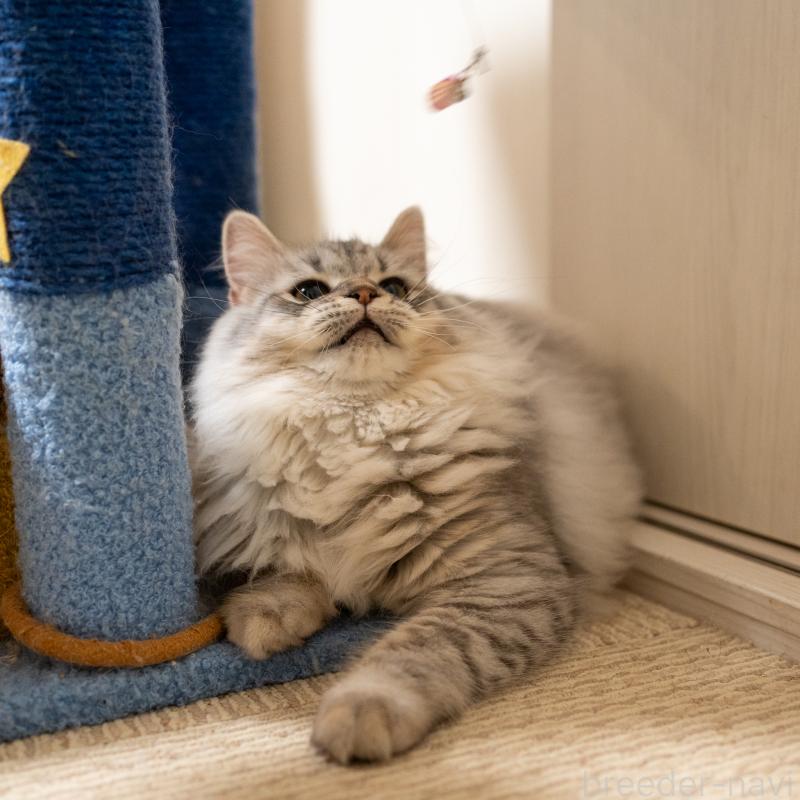 販売中の大阪府のサイベリアン-127477の3枚目