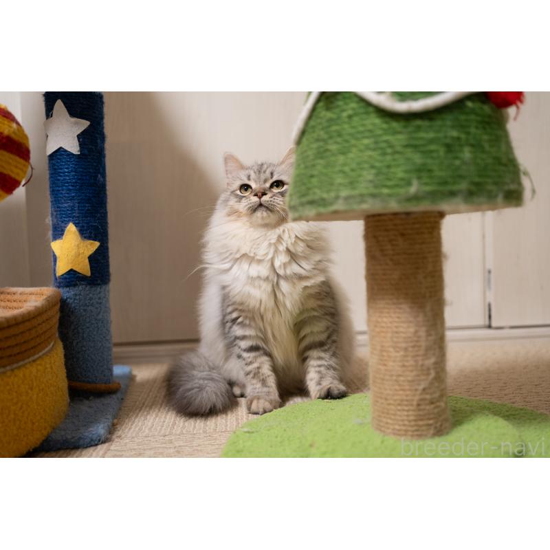 販売中の大阪府のサイベリアン-127477の2枚目