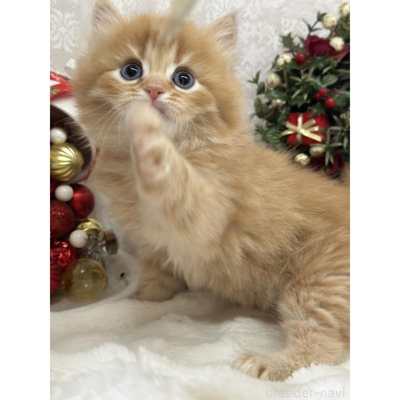 販売中の長野県のミヌエット-133341の6枚目