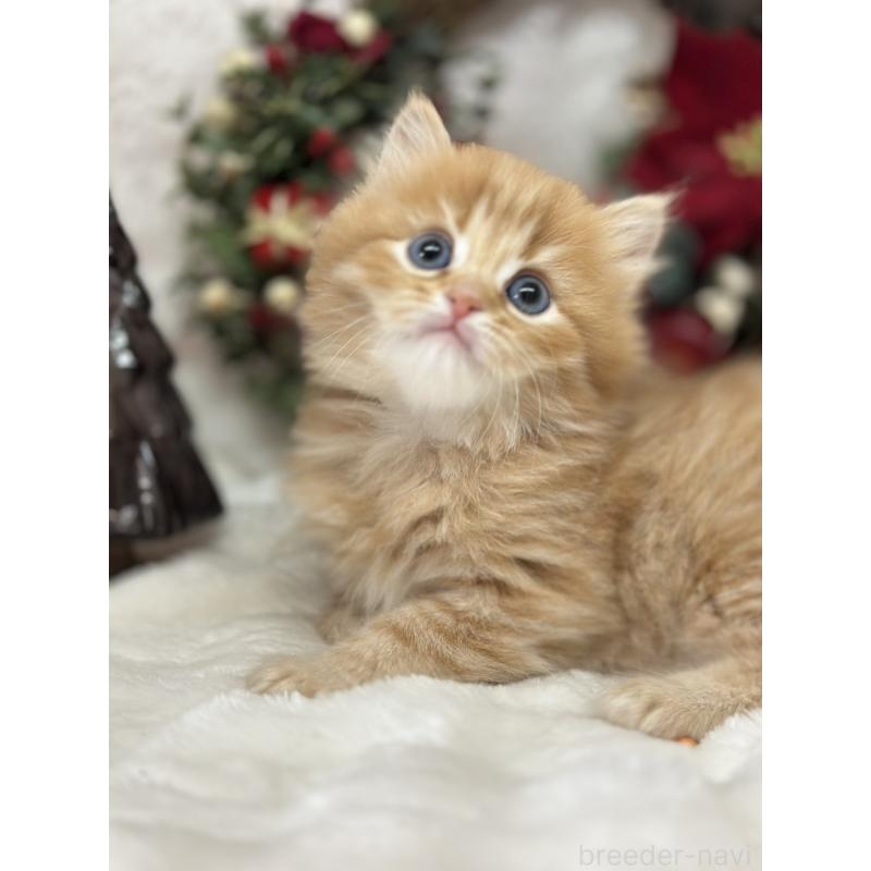 販売中の長野県のミヌエット-133341の5枚目