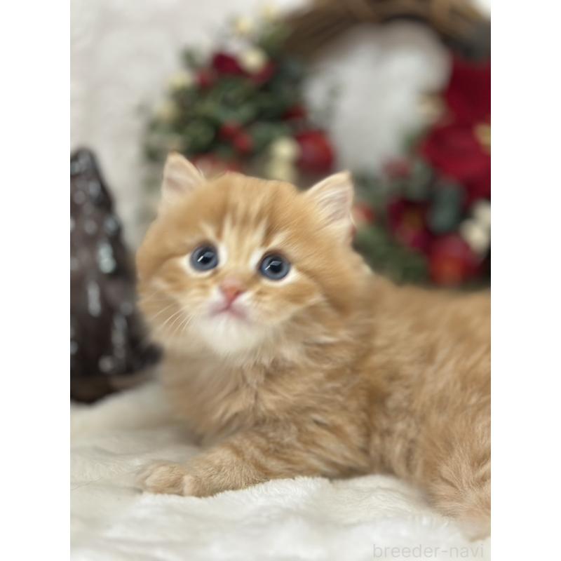 販売中の長野県のミヌエット-133341の4枚目