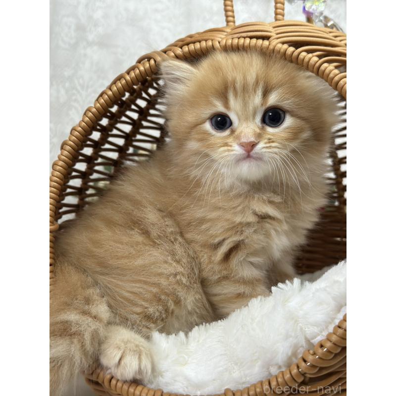 販売中の長野県のミヌエット-133341の3枚目