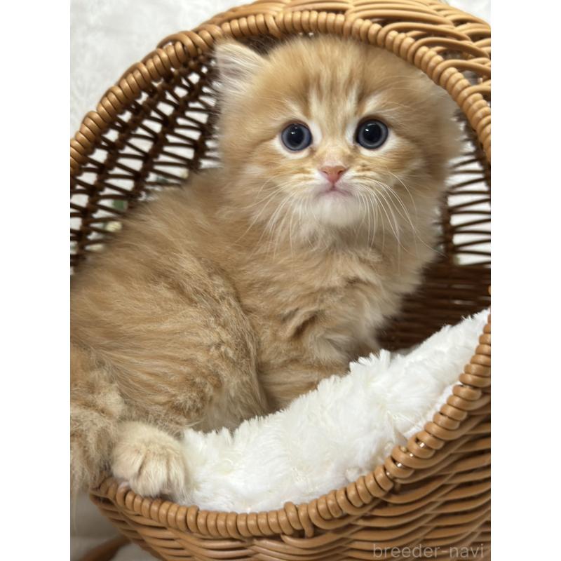 販売中の長野県のミヌエット-133341の2枚目