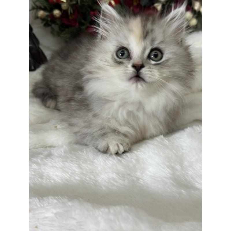 販売中の長野県のミヌエット(短足)-133342の5枚目