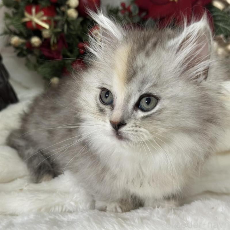 販売中の長野県のミヌエット(短足)-133342