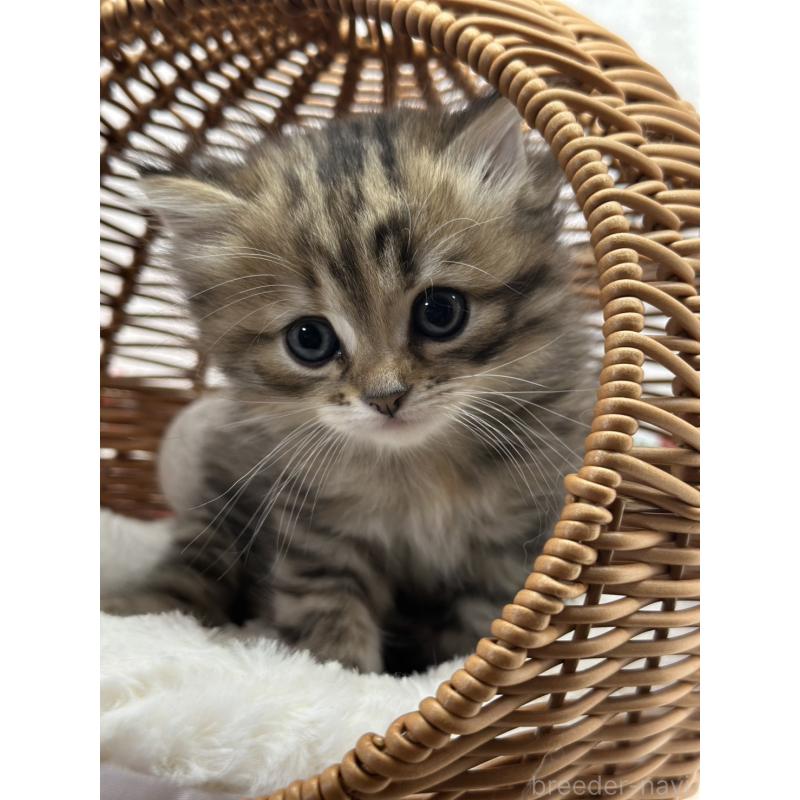 販売中の長野県のミヌエット-133343の6枚目