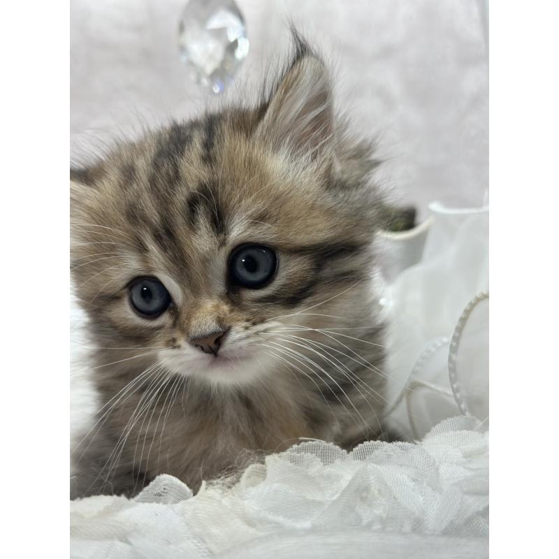 販売中の長野県のミヌエット-133343の5枚目