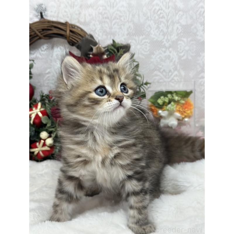 販売中の長野県のミヌエット-133343の4枚目