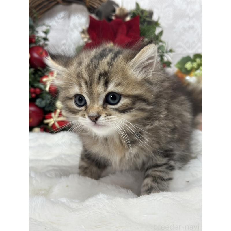 販売中の長野県のミヌエット-133343の3枚目