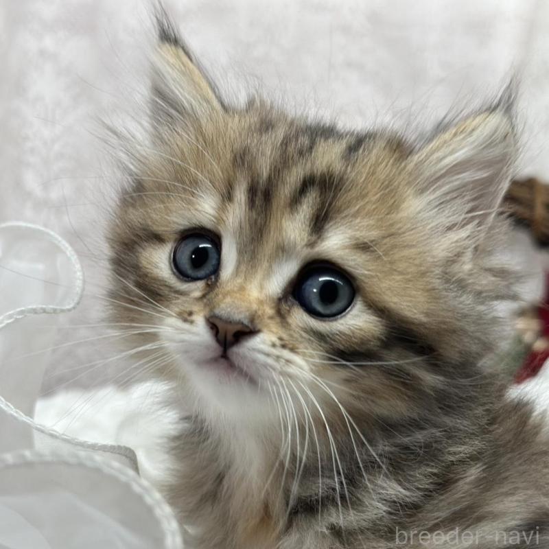 販売中の長野県のミヌエット-133343