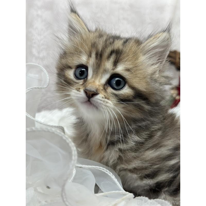 販売中の長野県のミヌエット-133343の2枚目