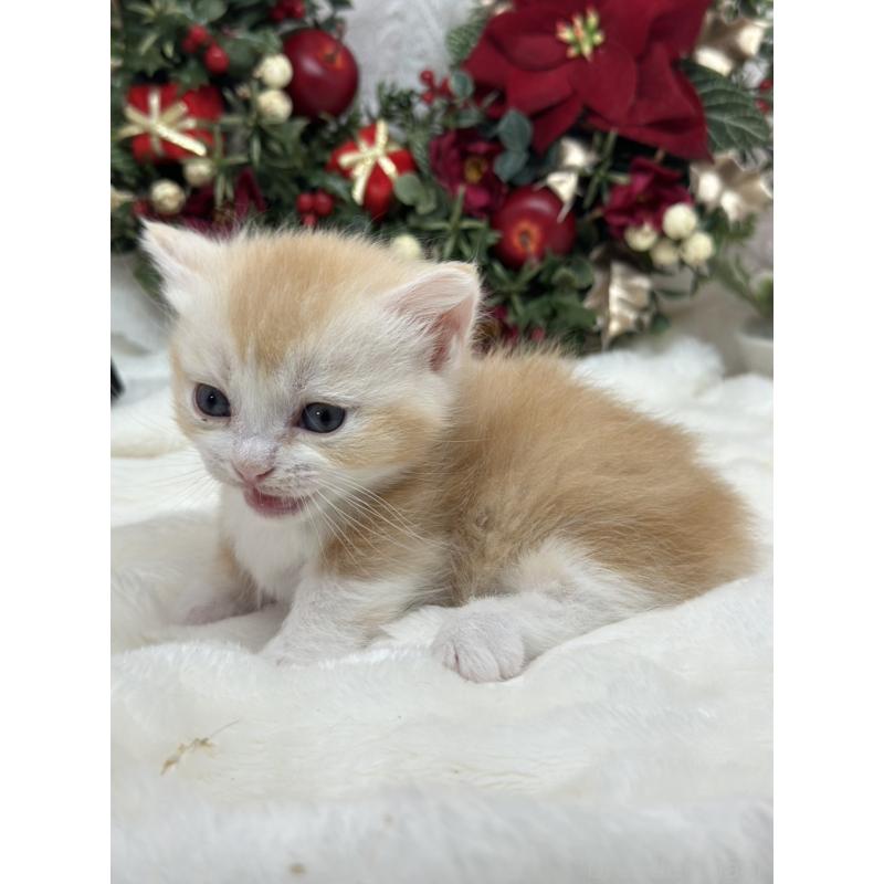 販売中の長野県のマンチカン(短足)-133344の4枚目