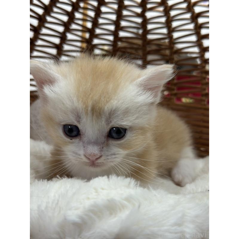 販売中の長野県のマンチカン(短足)-133344の3枚目