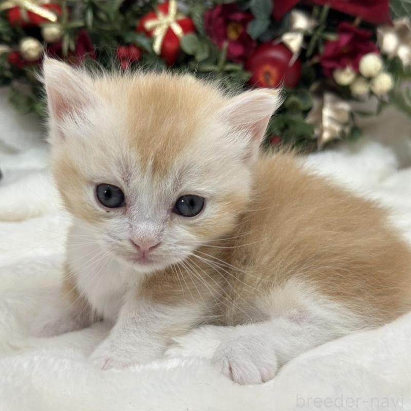 販売中の長野県のマンチカン(短足)-133344