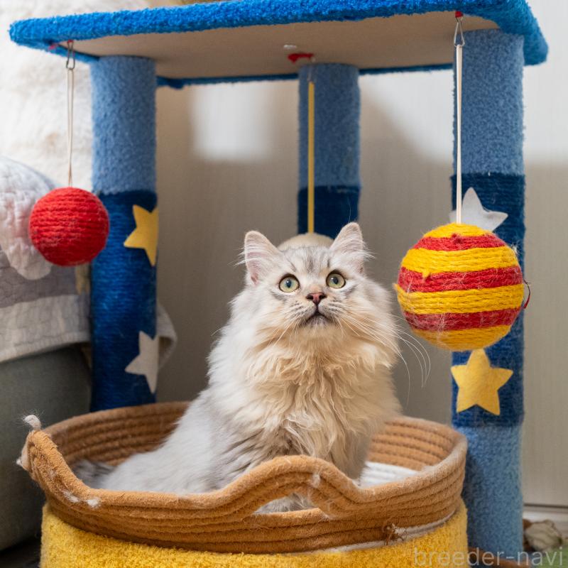 販売中の大阪府のサイベリアン-124718の10枚目